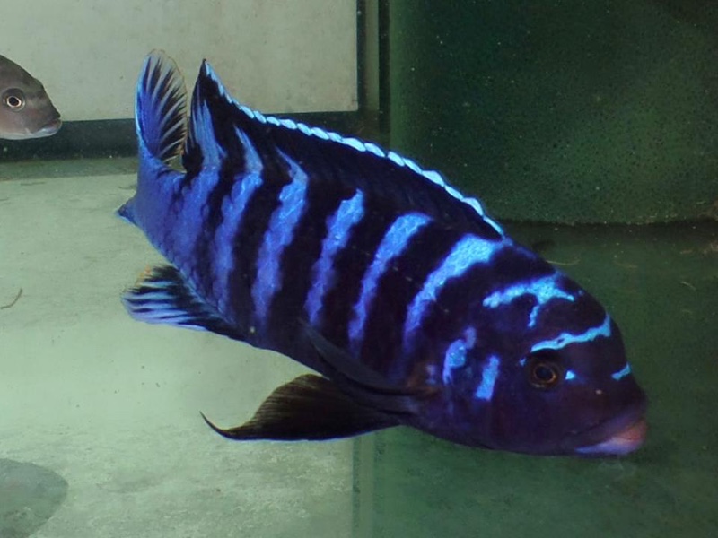 Maylandia sp. 'dolphin' Manda